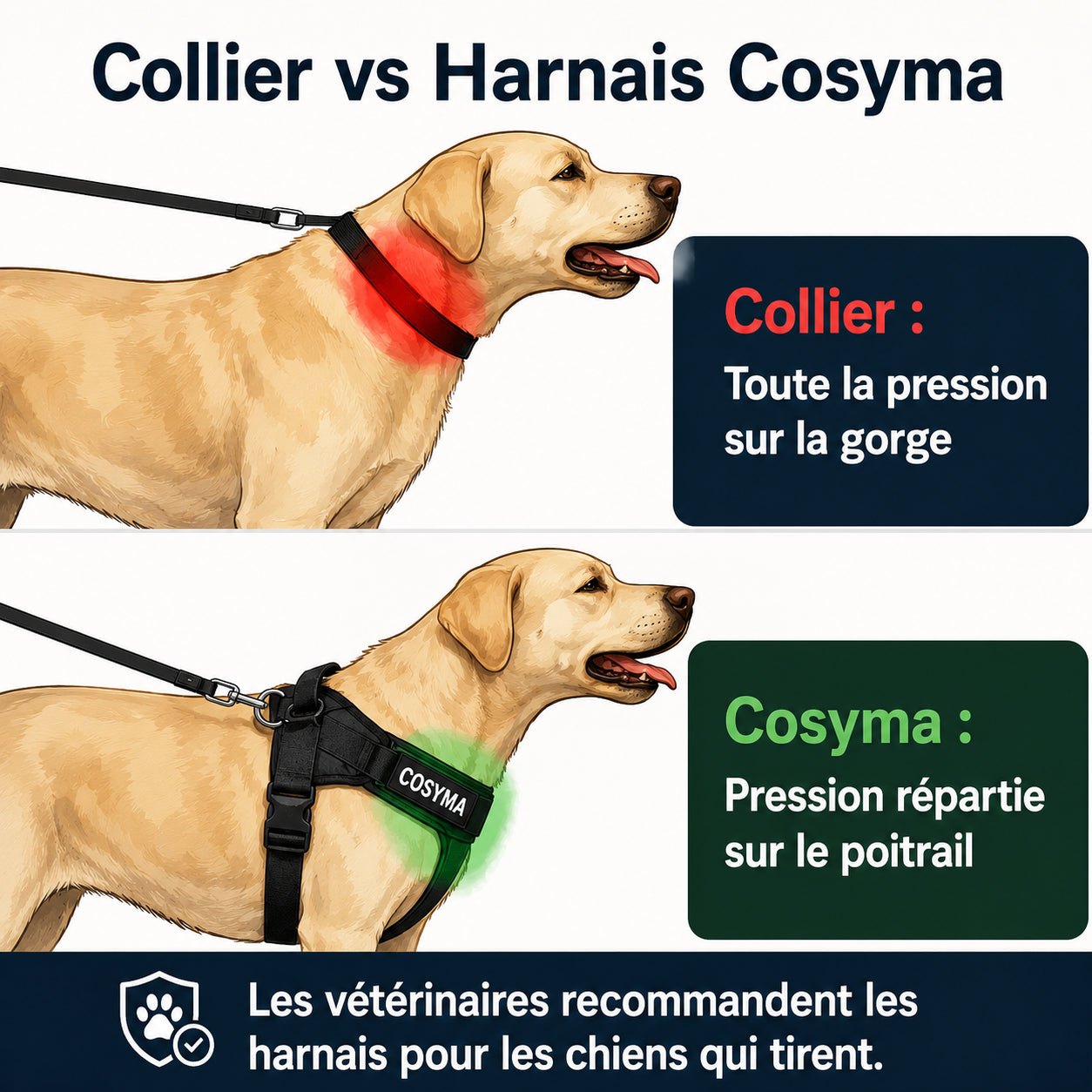 Harnais anti-traction pour chien
