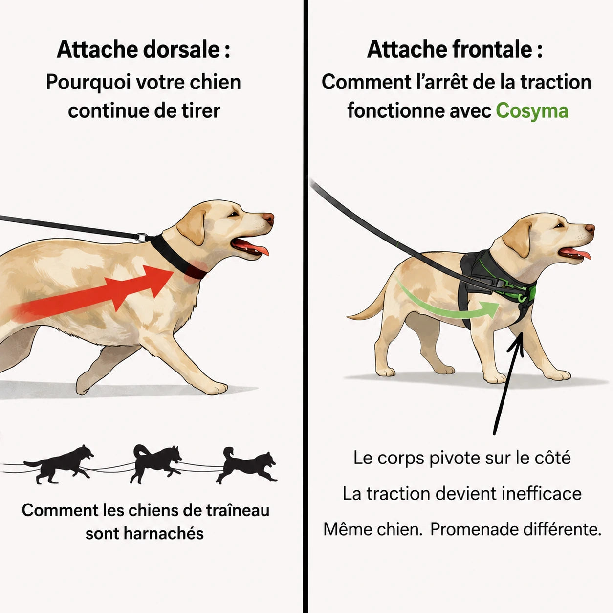 Harnais anti-traction pour chien