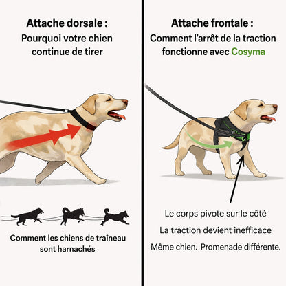 Harnais anti-traction pour chien