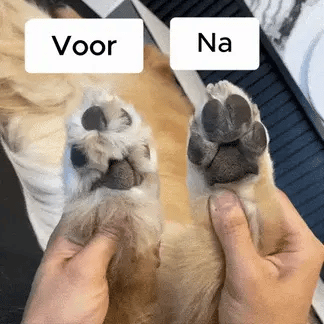 Tondeuse de précision professionnelle pour animaux de compagnie